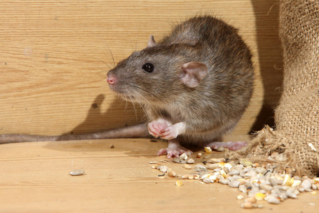 Rat Control